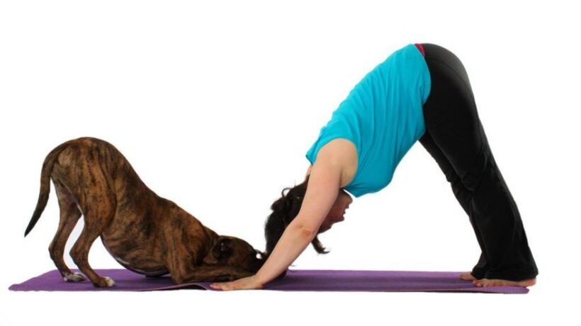 YogaFit For Beginners